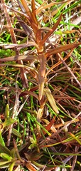 Gentianella vernicosa