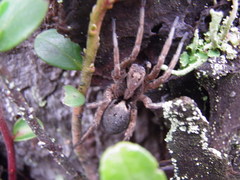 Alopecosa inquilina