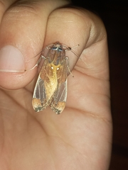 Bertholdia albipuncta