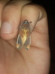 Bertholdia albipuncta