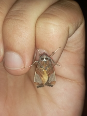 Bertholdia albipuncta