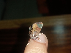 Bertholdia albipuncta