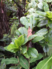 Ilex anomala
