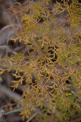Lomatium multifidum