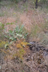 Lomatium multifidum