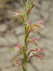 Oenothera curtiflora