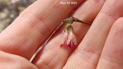 Lonicera praeflorens