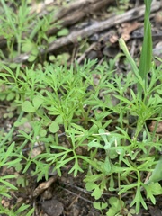 Apiastrum angustifolium