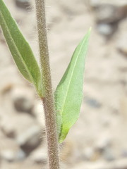 Oenothera curtiflora