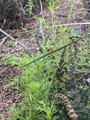Apiastrum angustifolium