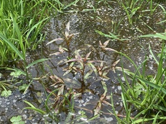 Persicaria kawagoeana