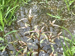 Persicaria kawagoeana