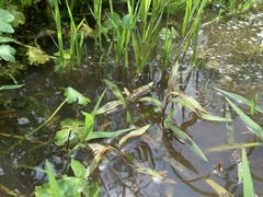 Persicaria kawagoeana
