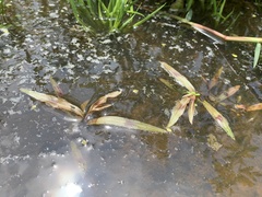 Persicaria kawagoeana