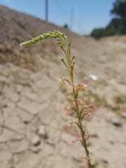 Oenothera curtiflora