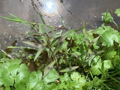 Persicaria kawagoeana