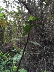 Kadua centranthoides