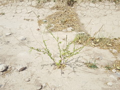 Oenothera curtiflora