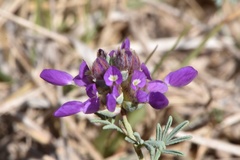 Dalea pogonathera walkerae