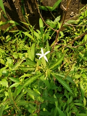 Hippobroma longiflora