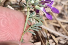 Dalea pogonathera walkerae
