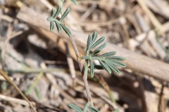 Dalea pogonathera walkerae