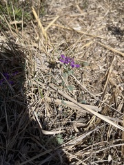 Dalea pogonathera walkerae