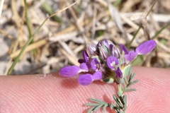 Dalea pogonathera walkerae