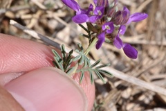 Dalea pogonathera walkerae