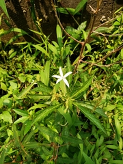 Hippobroma longiflora