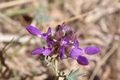 Dalea pogonathera walkerae
