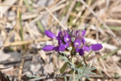 Dalea pogonathera walkerae