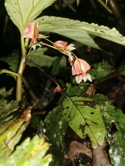 Begonia maynensis