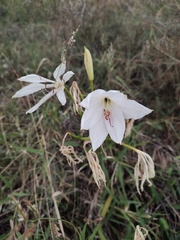 Crinum flaccidum