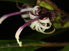 Clermontia parviflora