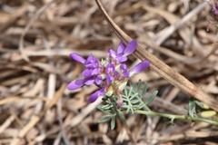 Dalea pogonathera walkerae