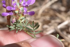 Dalea pogonathera walkerae