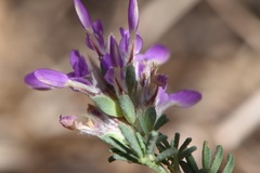 Dalea pogonathera walkerae
