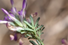 Dalea pogonathera walkerae