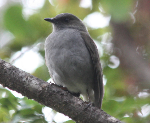 Myadestes obscurus