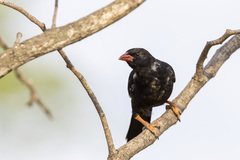 Bubalornis niger niger