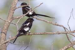 Lanius melanoleucus melanoleucus