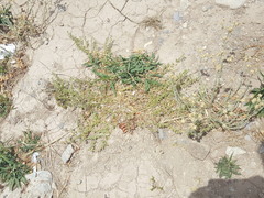 Calibrachoa parviflora