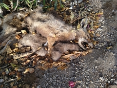 Vulpes vulpes arabica