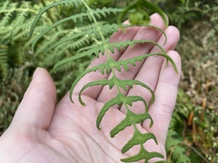 Histiopteris