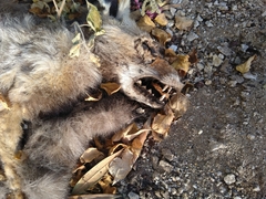Vulpes vulpes arabica
