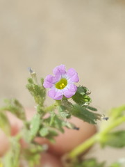 Calibrachoa parviflora