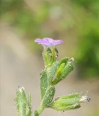 Calibrachoa parviflora