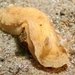 Aphelodoris - Photo (c) myrakelly, some rights reserved (CC BY-NC)