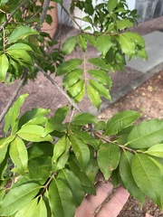 Terminalia tetraphylla